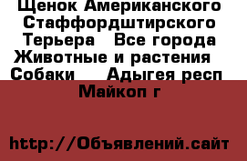 Щенок Американского Стаффордштирского Терьера - Все города Животные и растения » Собаки   . Адыгея респ.,Майкоп г.